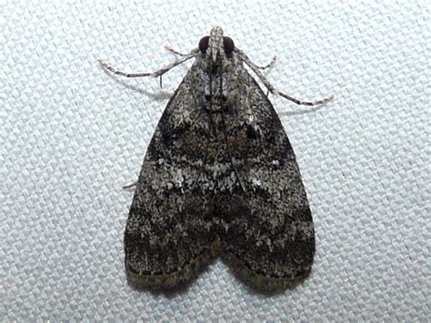 Toronto Wildlife Pyralid Moths