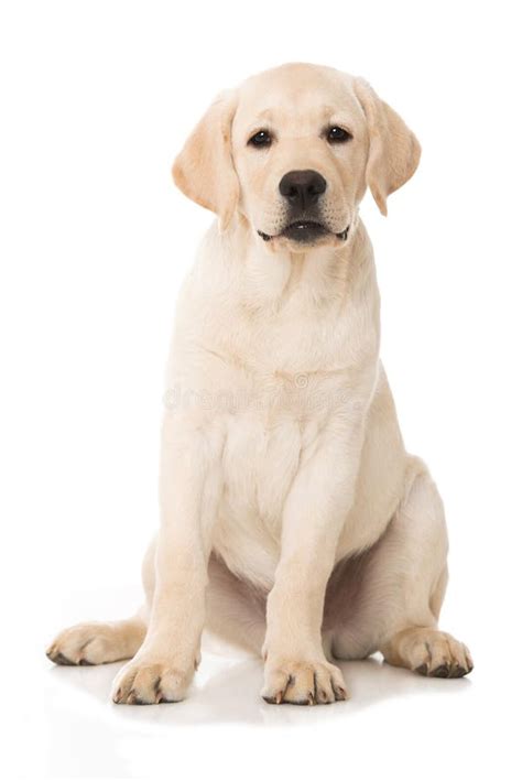 Cute Labrador Retriever Puppy Sitting On White Background Stock Image ...