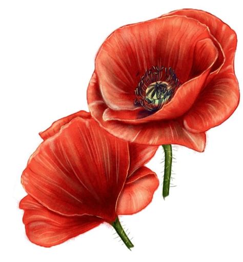 How To Draw A Poppy Flower In 7 Easy Steps