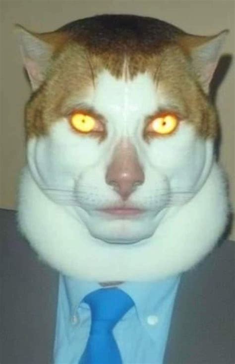 cursed cat : r/Cursed_Images