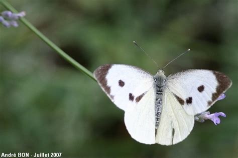 Pi Ride Du Chou Pieris Brassicae