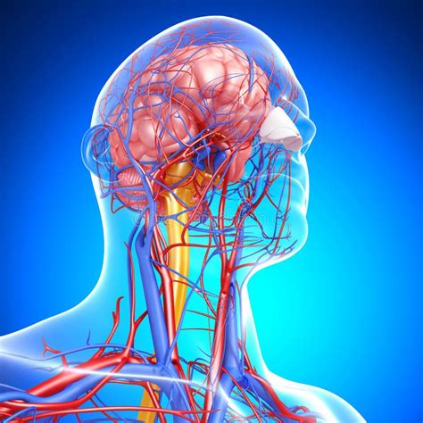 Circulatory And Nervous System Of Male Head Stock Illustration