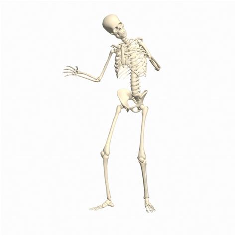 Agreeing Skeleton Regged 3D Animation model - TurboSquid 1884328