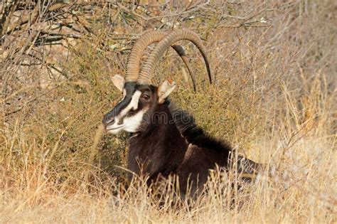 Sable Antelope Resting In Natural Habitat South Africa Stock Photo