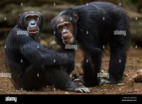 Western Chimpanzee Pan Troglodytes Verus Young Male Peley Aged 12