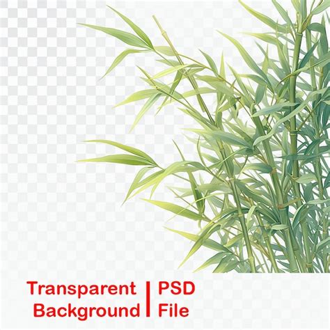 Folhas De Rvore E Bambu Em Fundo Transparente Psd Premium