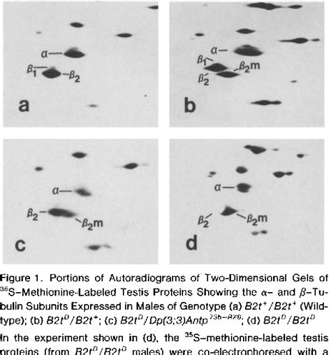 Figure 1 from Mutation in a testis-specific β-tubulin in Drosophila: Analysis of its effects on ...