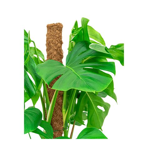 Monstera Mosstok In Drypot Rattan Eenvoudig En Snel Online Bestellen