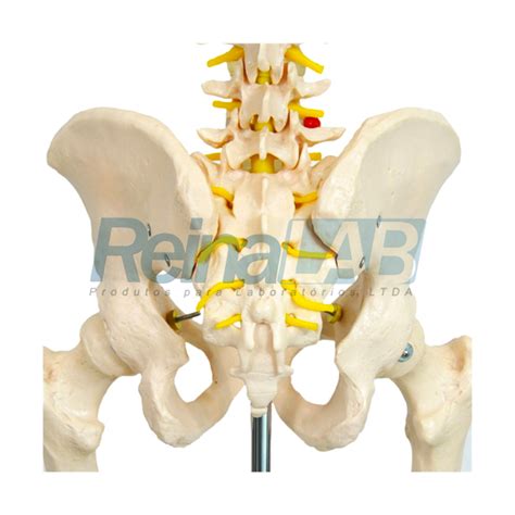 Esqueleto Cm Padr O Suporte E Base Rodas Reinalab