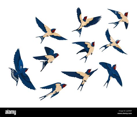 Flying Bird Various View Collection Set Flock Of Swallows Isolated On