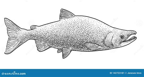 Sockeye Salmon Illustration Drawing Engraving Ink Line Art Vector