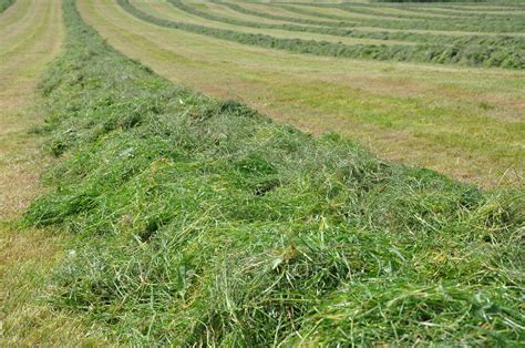 Five Ideas To Help Boost Silage In 2023 — Cut To Clamp