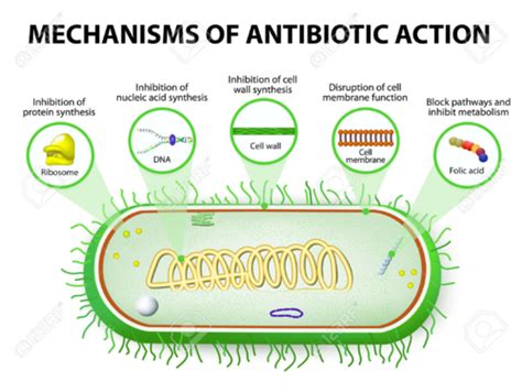 Lecture Antimicrobials Flashcards Quizlet