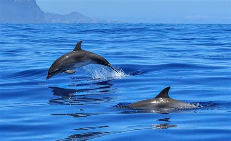 Où, quand, comment observer les dauphins en France