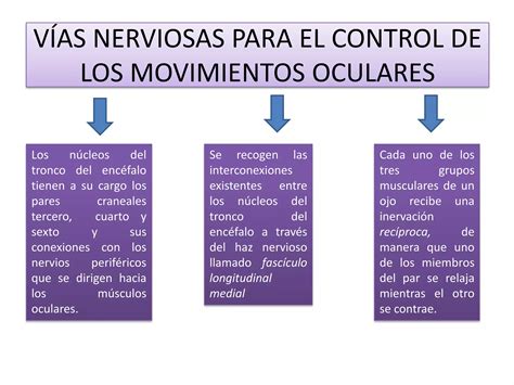 EL OJO Neurofisiología central de la visión PPT