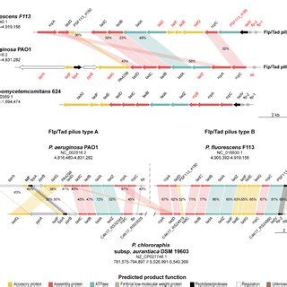 Synteny And Sequence Identity Of Flp Tad Type A And B Gene Clusters