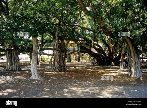 Lahaina Maui Hawaii Usa Banyan Tree Park Stock Photo Alamy