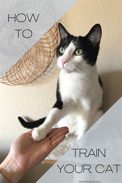 How To Train Your Cat To Do Tricks The Kitten Koop