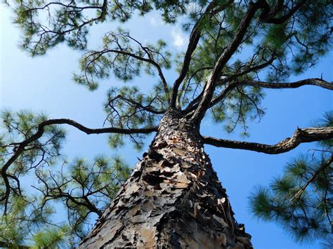 Images Gratuites Arbre La Nature Branche Plante Fleur Tronc