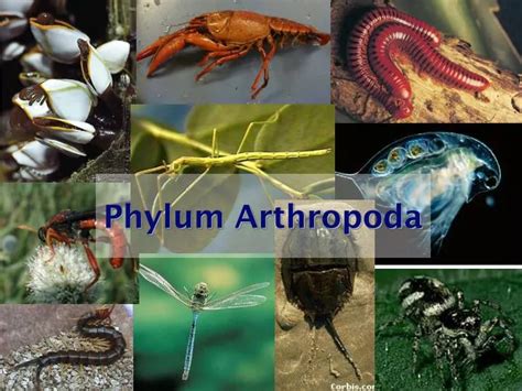 Ppt Phylum Arthropoda Powerpoint Presentation Free Download Id156040