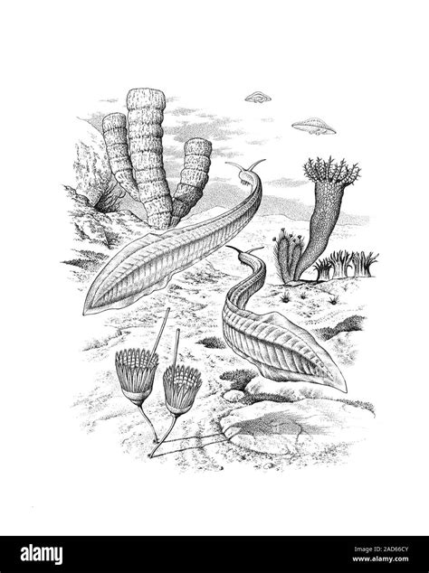 Pikaia Swimming In A Cambrian Sea Illustration Of Pikaia Gracilens An