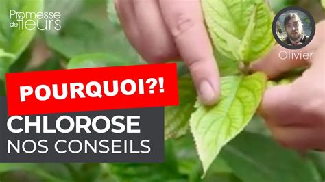 Tuto Nos Conseils Pour Lutter Contre La Chlorose YouTube