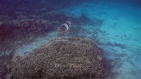 수중촬영 4k Underwater Shooting Cuttlefish 왕갑오징어 Youtube