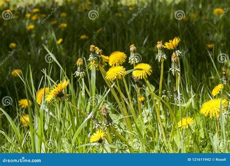 Dandelion And Grass Stock Photo Image Of Lawn Agriculture 121611942