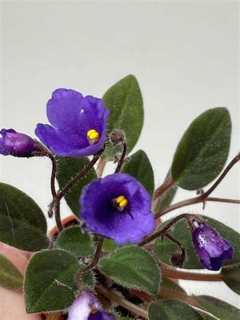 Micro Mini African Violet Vallarta Campanas Moradas Etsy