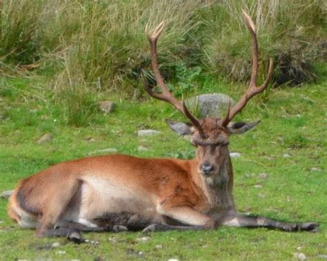 Mammals - BRITISH NATURE GUIDE