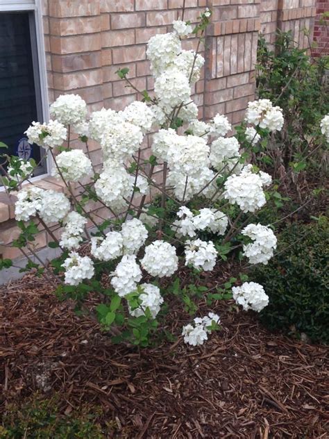 Eastern Snowball Viburnum Photo Dream Garden Garden Plants