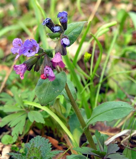 Pulmonaria obscura - Alchetron, The Free Social Encyclopedia