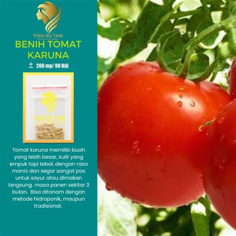 Jual Btn Benih Tomat Sayur Merah Karuna Dataran Rendah Unggul Benih