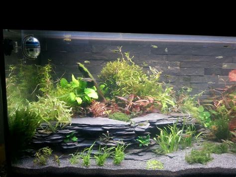 Slate caves terasse | Aquarium landscape, Aquarium fish tank, Fish tank