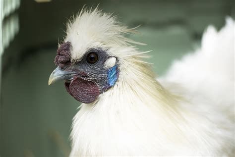 Silkie A Comprehensive Guide On The Furry Chicken Pethelpful