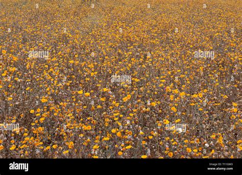 Usa California Anza Borrego Desert State Park Dense Bloom Of Desert