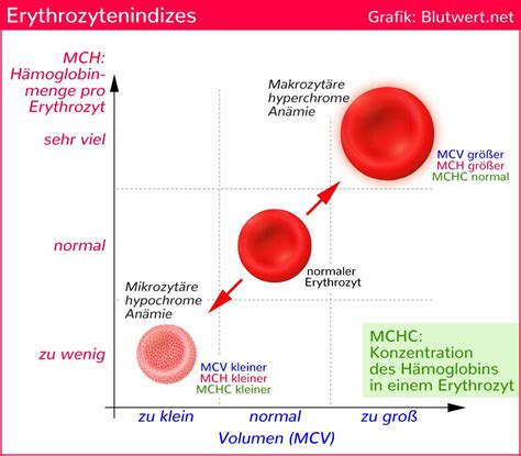 Erythrozytenindizes Mch Mchc Mcv Und Evb Rdw