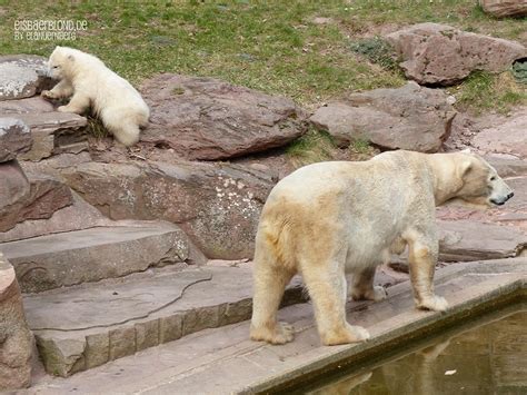 Vera Charlotte Eisbären Tiergarten Nürnberg Ok Ela Nuernberg