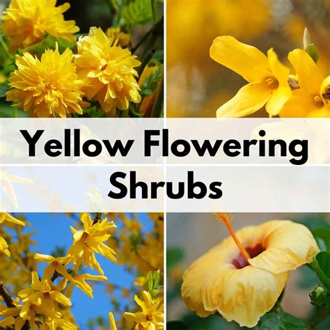 11 Stunning Yellow Flowering Bushes And Shrubs Low Maintenance