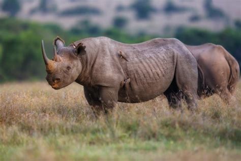 12 Of The Best Places To See Rhinos In Kenya AFKTravel