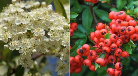 17 Types of Thorny Bushes and Vines (With Pictures) – Identification