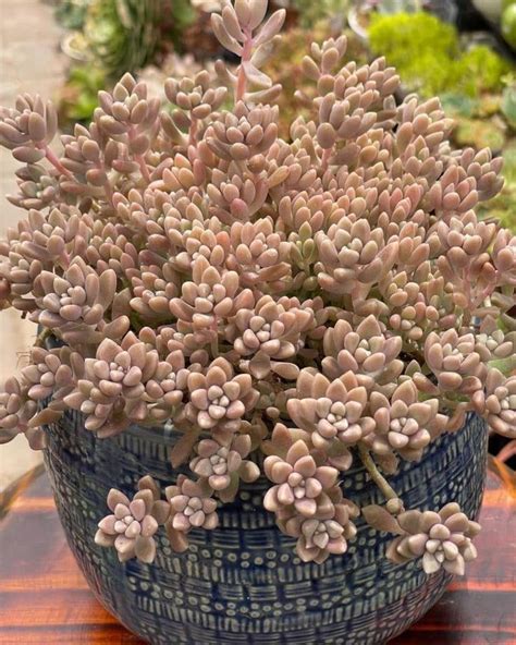 Graptopetalum Mirinae Planting Succulents Cacti And Succulents