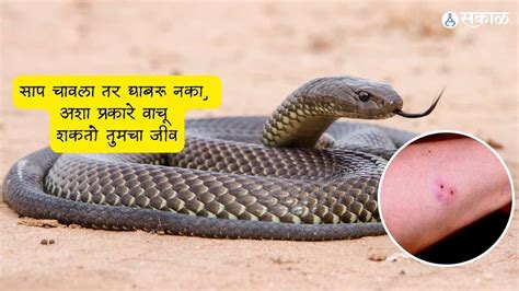 Snake Bite Remedies साप चावला तर घाबरू नका अशा प्रकारे वाचू शकतो