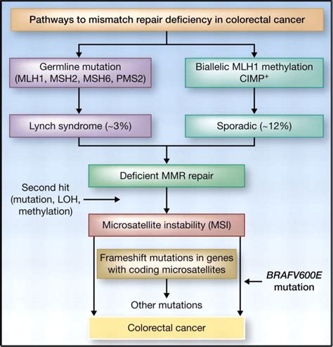 Two Molecular Pathways Can Lead To Colorectal Cancers With