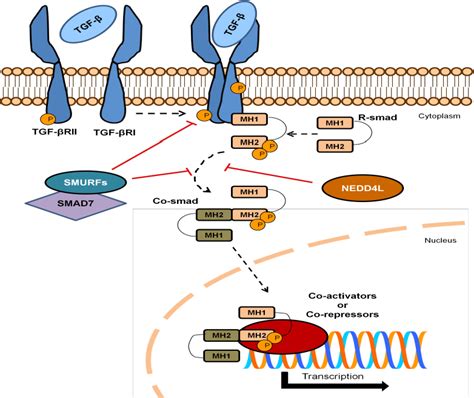 Figure I From Role Of Ubiquitin Ligases In Pathophysiology Of Cystic