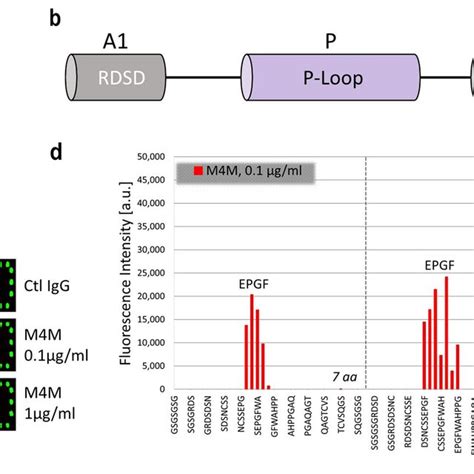 Identification Of Binding Epitope For M4M A Schematic Representation