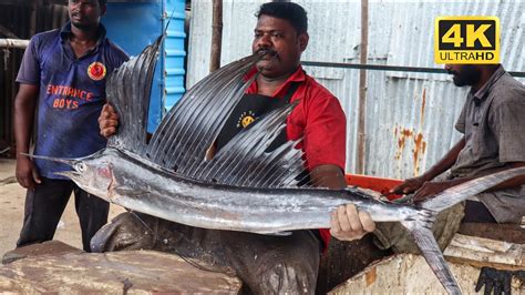 Kasimedu Speed Selvam Cutting Big Mayil Kola Fish Big Fish Cutting