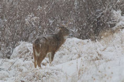 Whitetail Buck in Snow stock image. Image of animals - 36416647