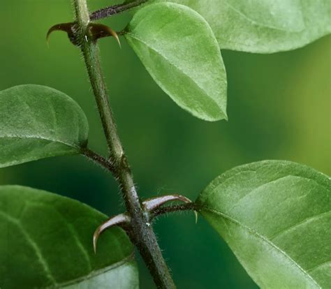 monografia una de gato uncaria tomentosa serpens