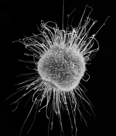 Human Dendritic Cell 9 By Science Photo Library